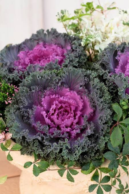 Flowering Kale Nagoya Red 6"