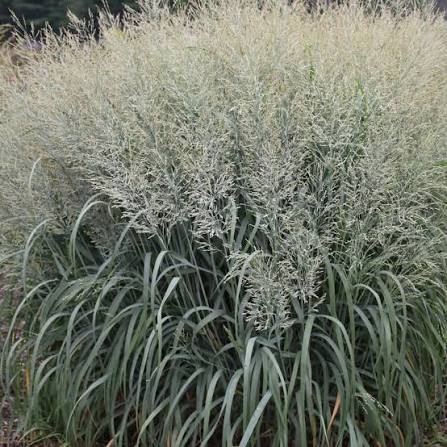 Grass Panicum Prairie Winds &