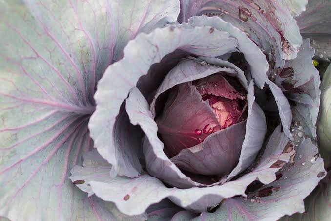 Cabbage Red Ruby Perfection 6pk