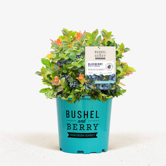 Blueberry Bushel & Berry Peach Sorbet 1 gal