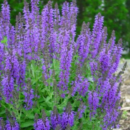 Salvia Marcus 1 gal