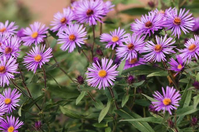 New England Aster Symphyotrichum novae-angliae qt