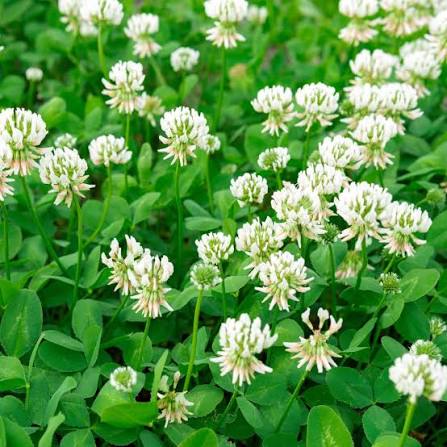Dutch White Clover per lb