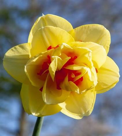 Narcissus Tahiti Daffodil Bulbs