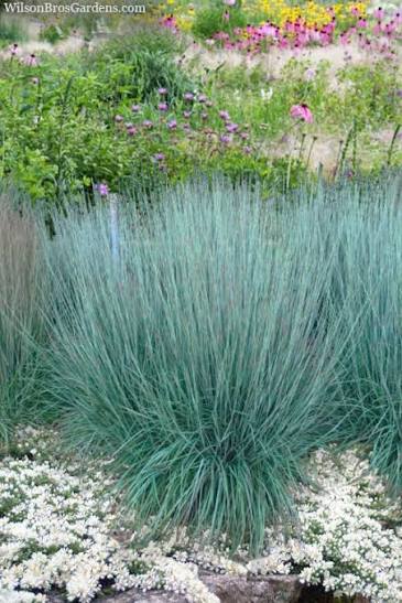 Grass Schizachyrium Prairie Blues 1 gal