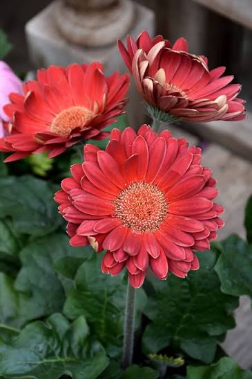 1 GAL Gerbera Daisy