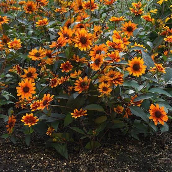 Heliopsis &