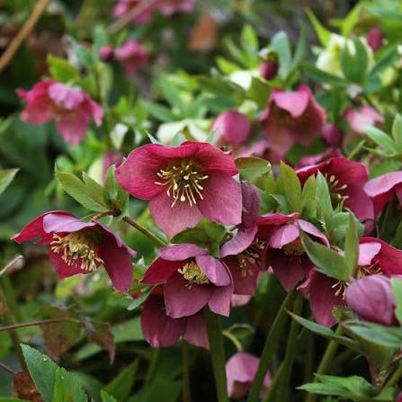 Hellebore FrostKiss™ Anna&