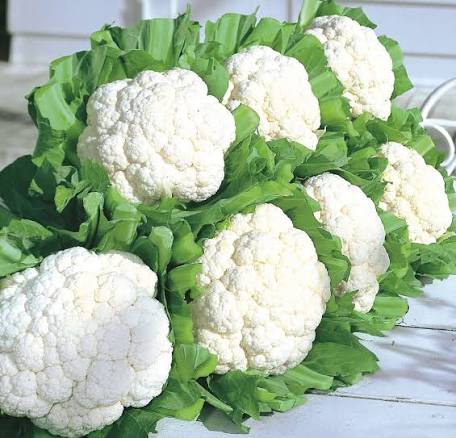 Cauliflower Snow Crown 6pk