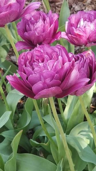Tulip Blue Spectacle Bulbs