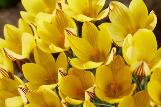 Crocus Early Gold Bulbs