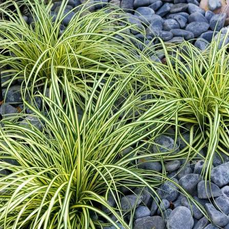 Grass, Carex Evergold Variegated Sedge 1qt