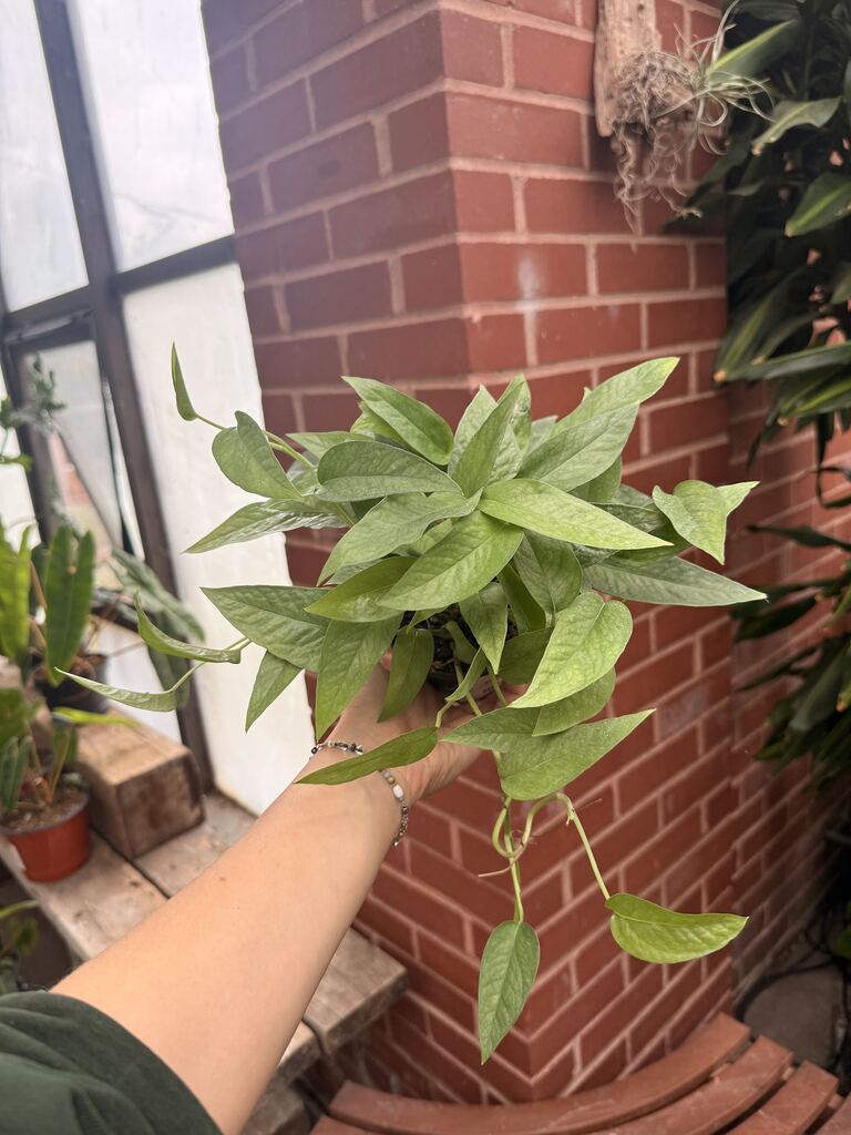 4" Pothos Cebu Blue