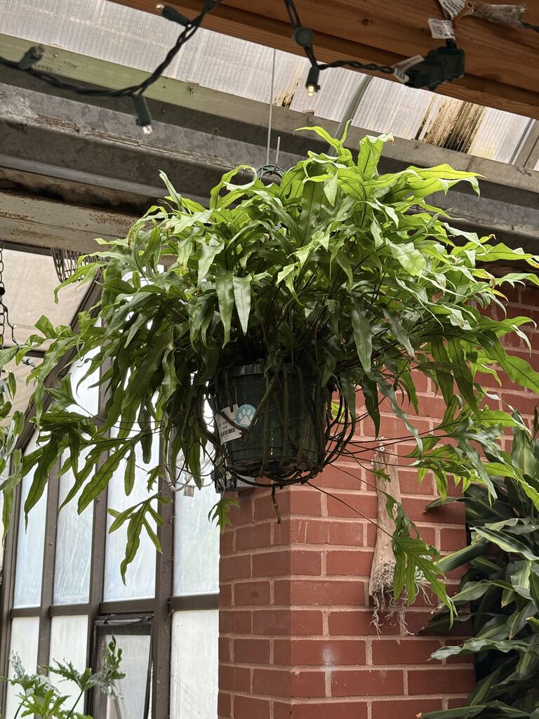 8" Fern Kangaroo Paw