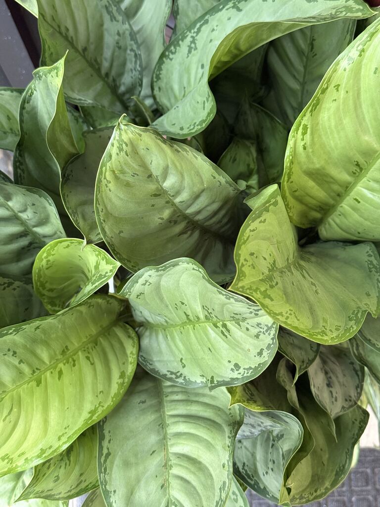 10" Aglaonema BJ Freeman