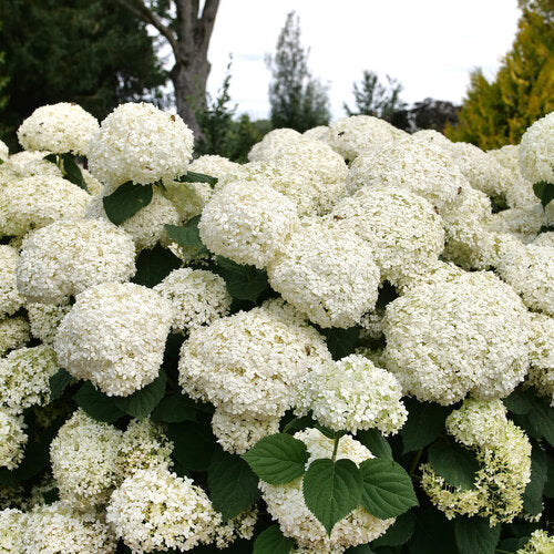 Hydrangea &