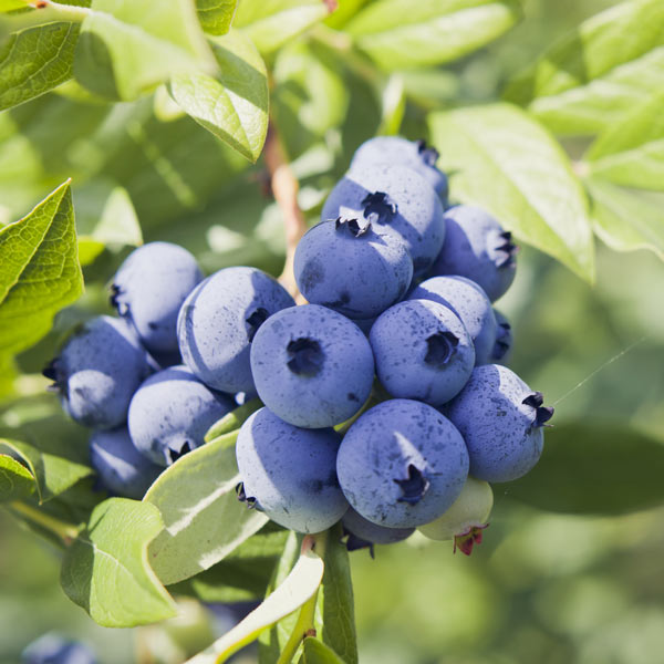 Blueberry Jewel 1 gal