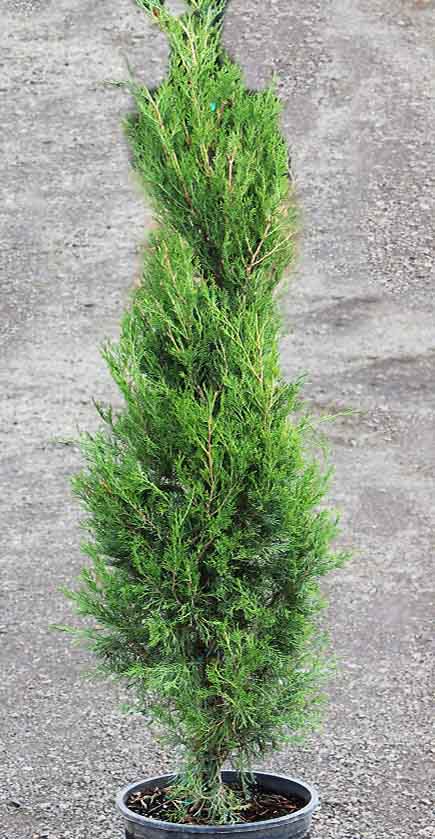 Juniper &