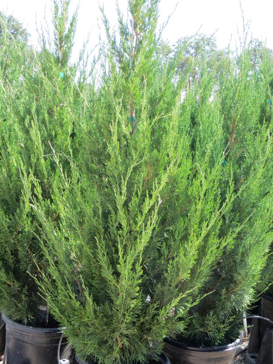 Juniper &