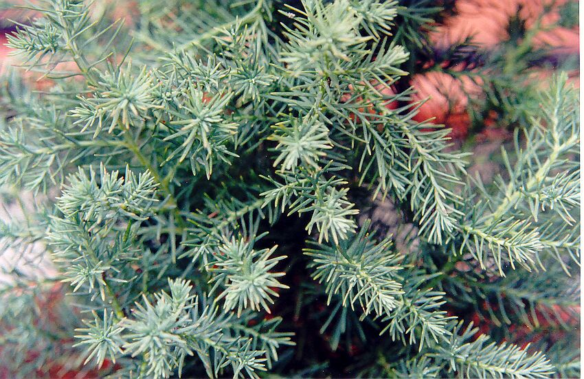 Juniper &