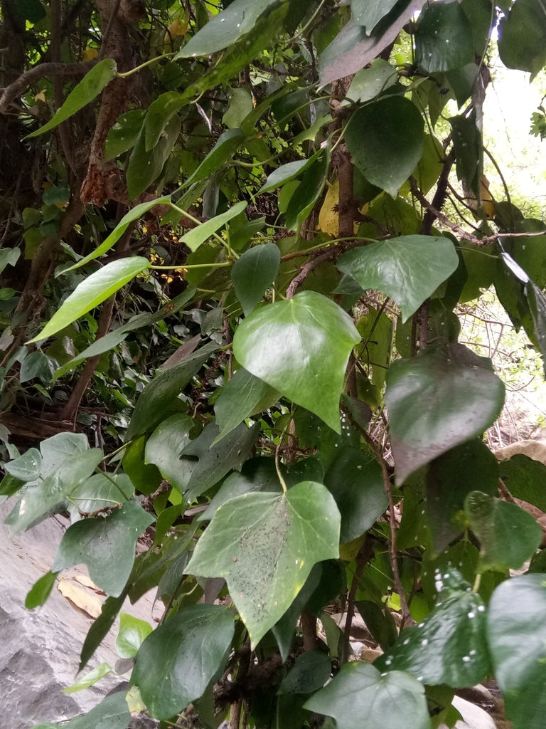 8" Algerian Ivy Variegated plant photo