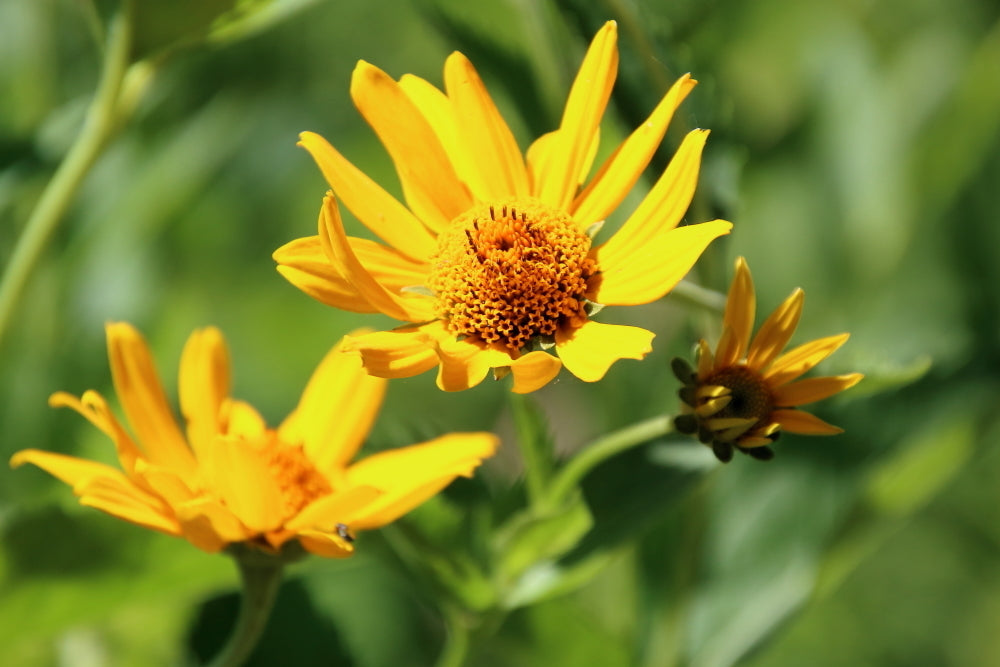 Burning Hearts Heliopsis