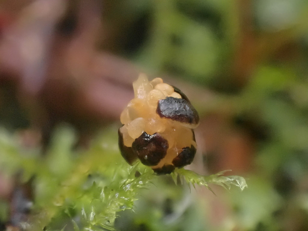 Arborvitae &