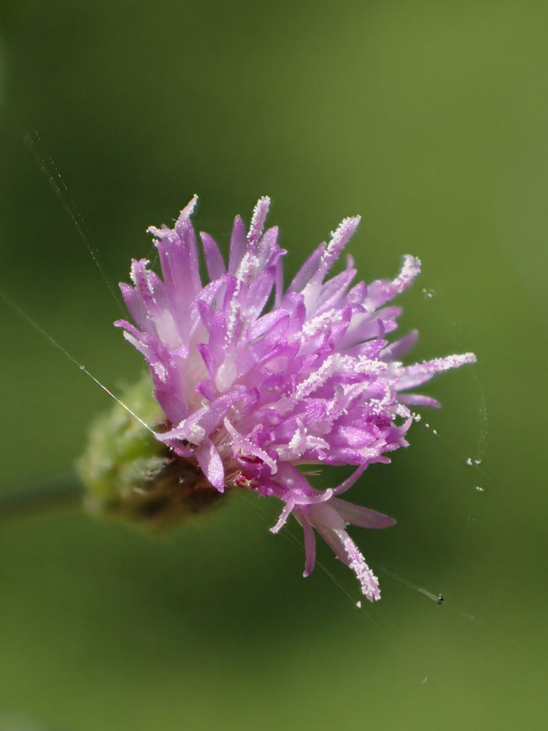 Native Ironweed