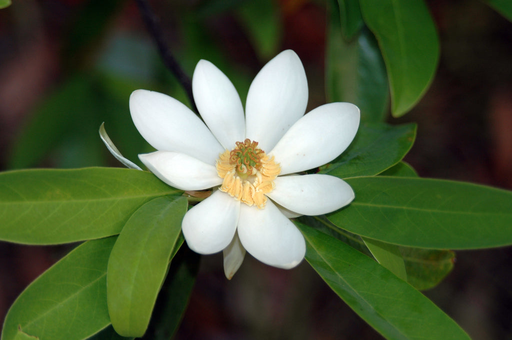 Magnolia &