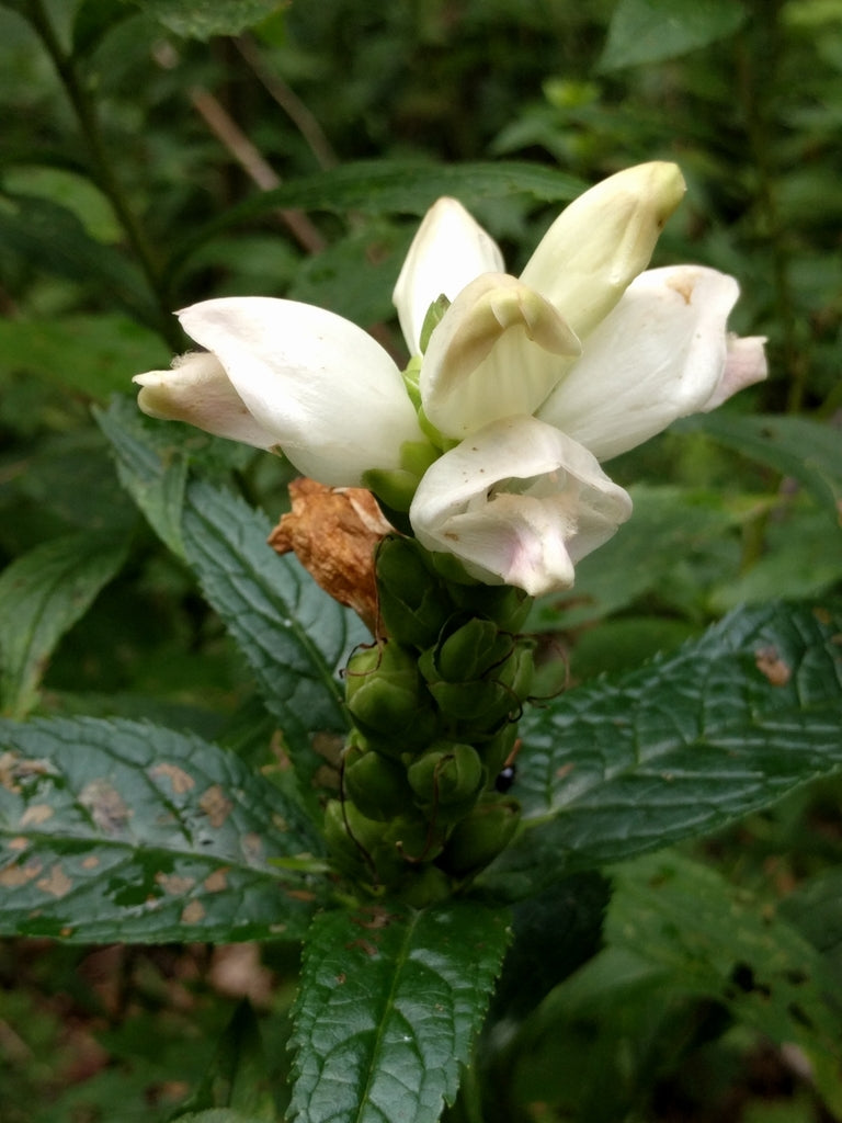 White Turtlehead plant photo