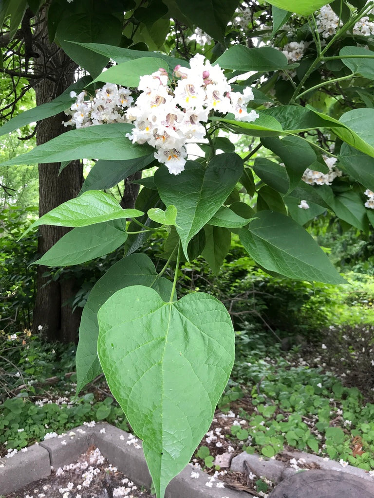 Catalpa &