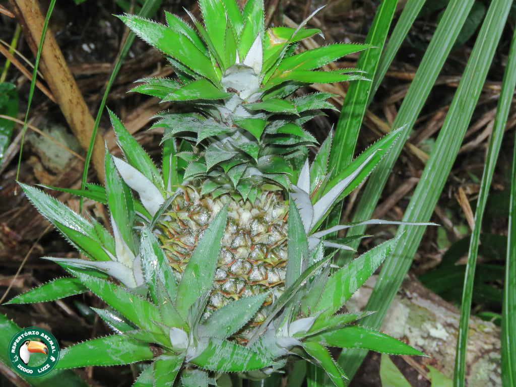 6" Pineapple plant photo