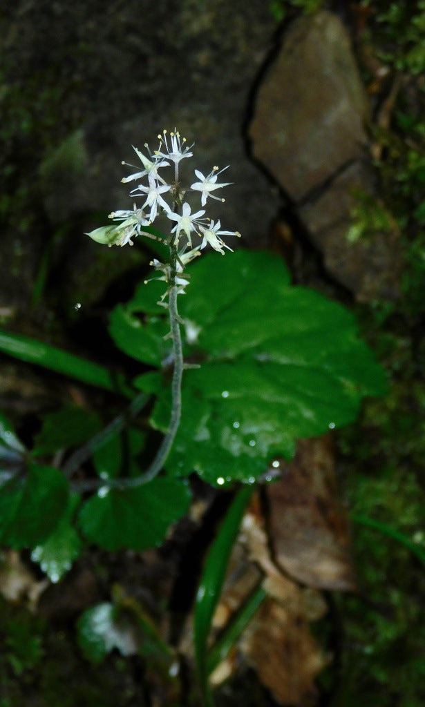 Foam Flower &
