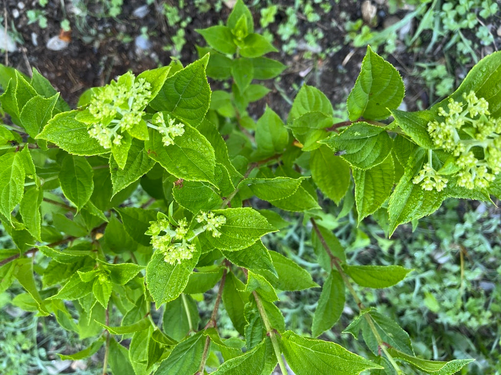 Hydrangea &