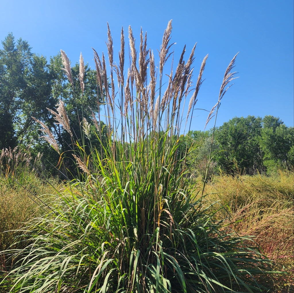 Grass Saccharum Ravennae 3 gal plant photo