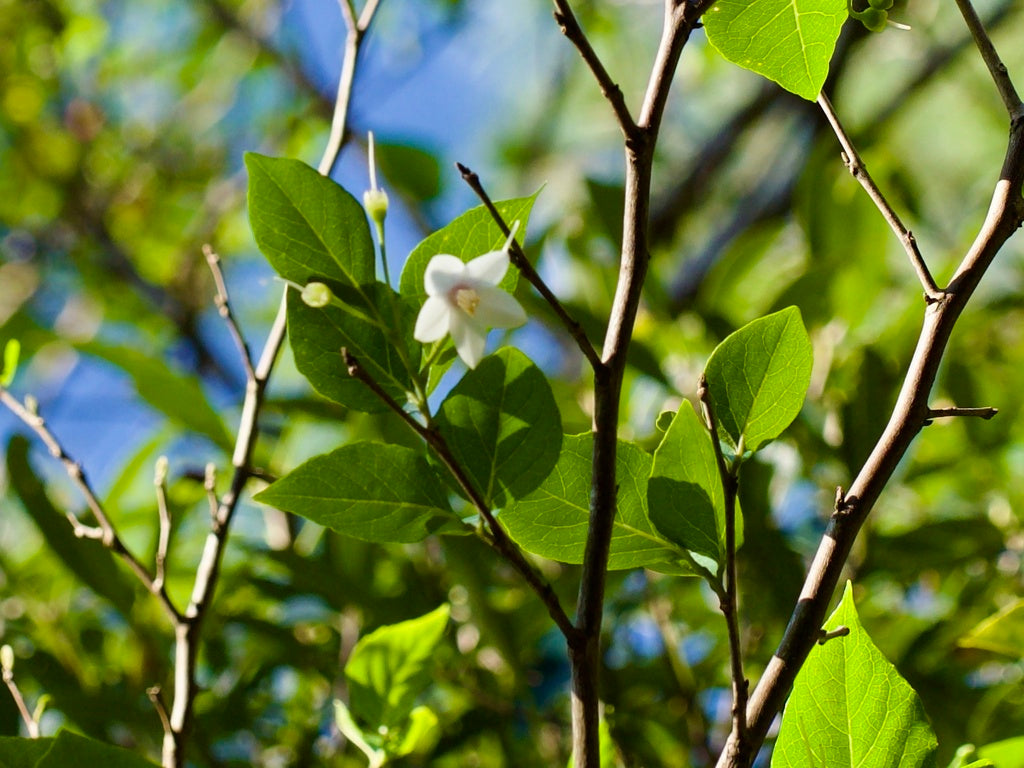 Styrax "Fragrant Fountain"