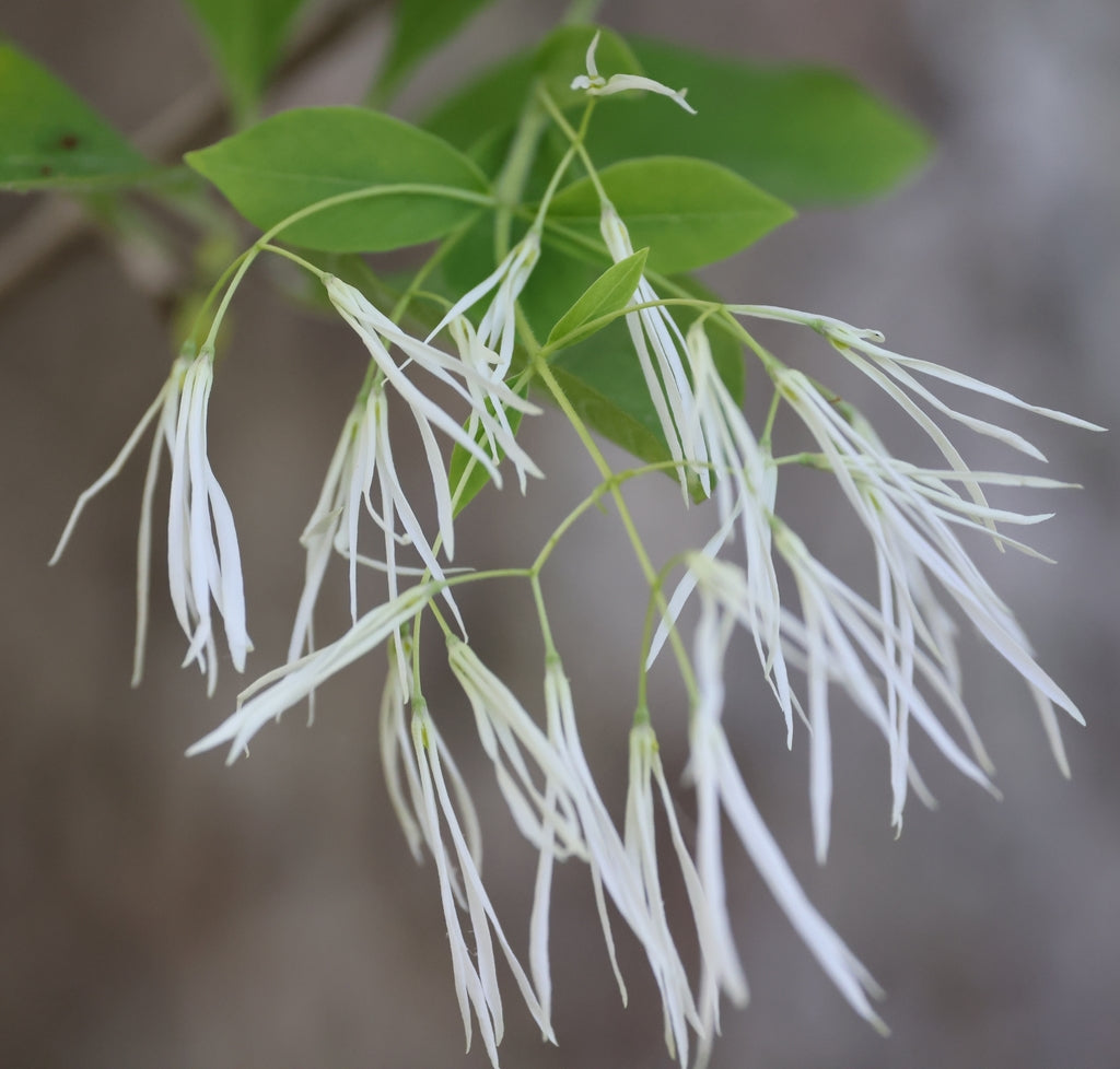 Native White Fringe Tree