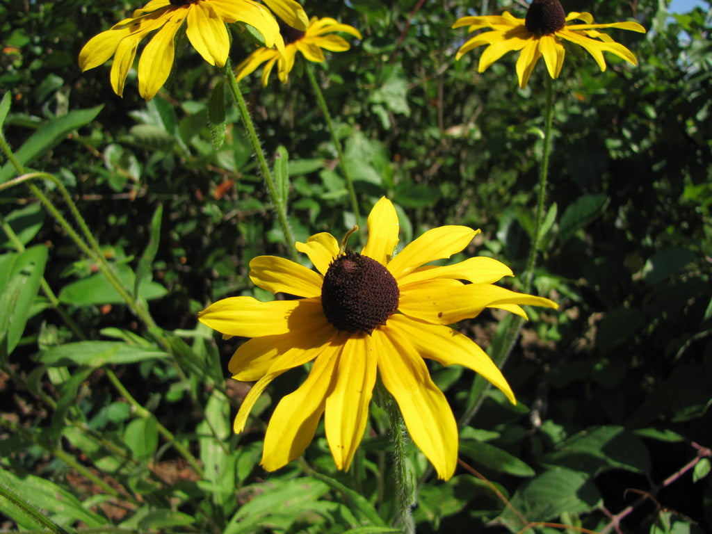 Rudbeckia Sweet as Honey 1 gal plant photo