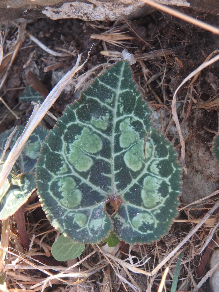 4" Cyclamen plant photo