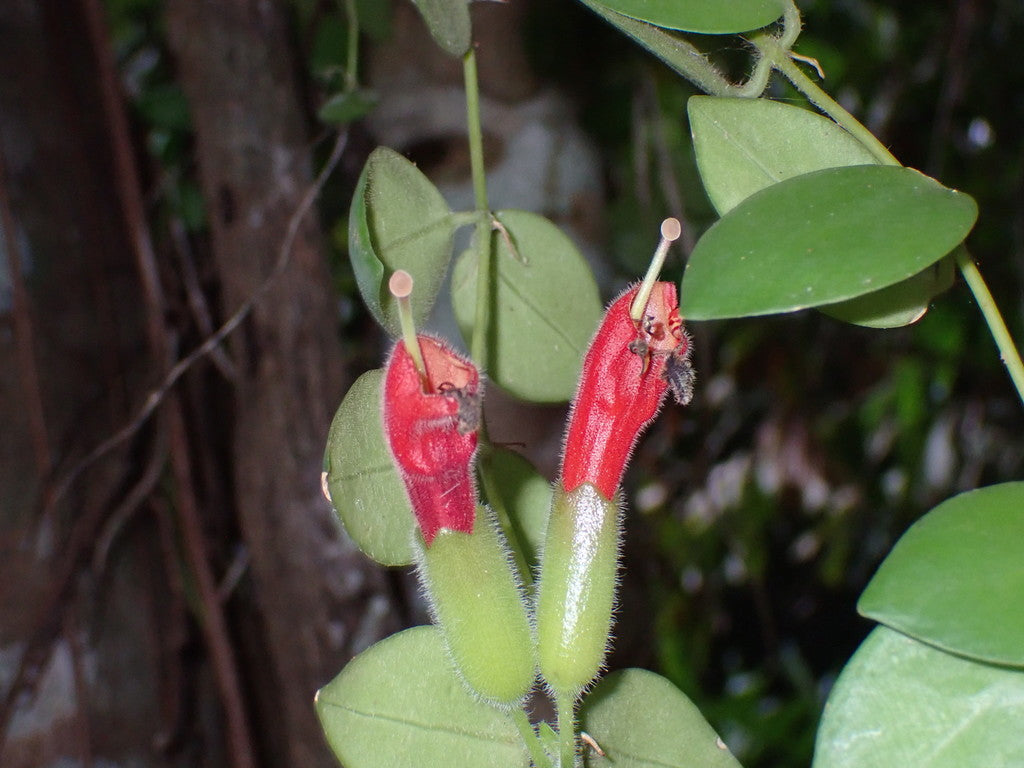 4" Lipstick Bolero Bicolor plant photo