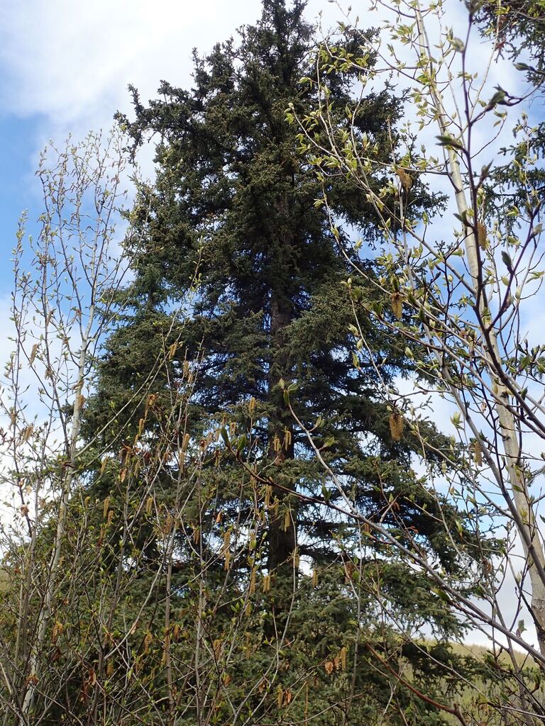 Spruce &