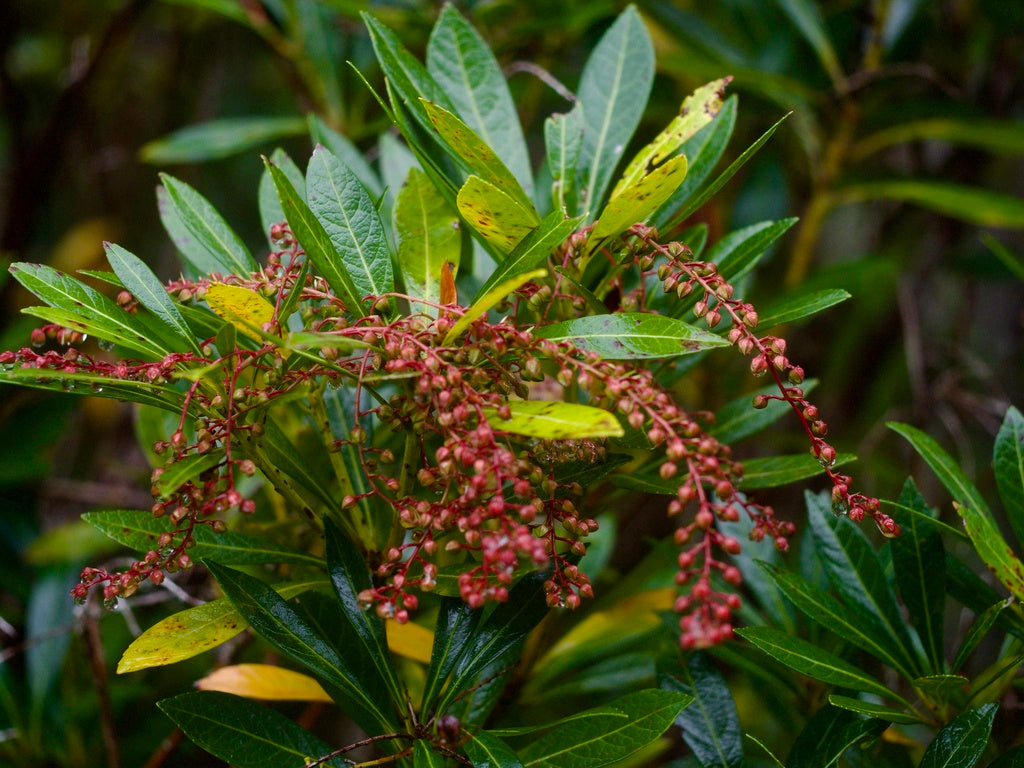 Pieris &