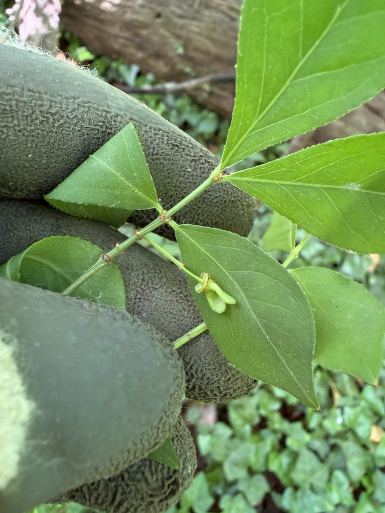 Euonymus &