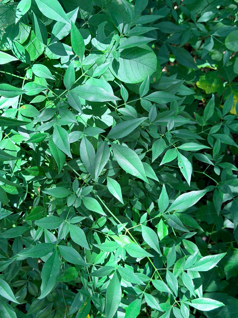 Nandina "Gulfstream"