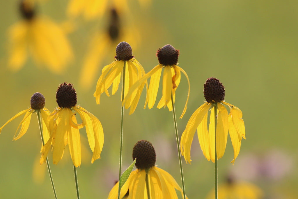 Grey Head Coneflower plant photo