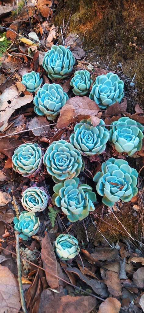 4" Succulent Echeveria plant photo
