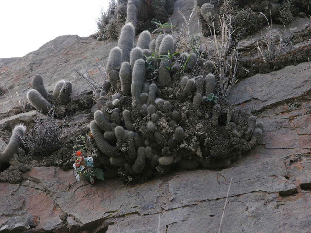 5g Cactus Silver Torch product photo