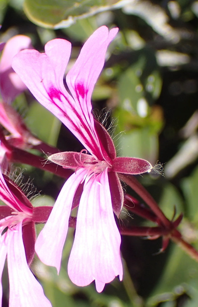 Geranium Ivy 4" plant photo