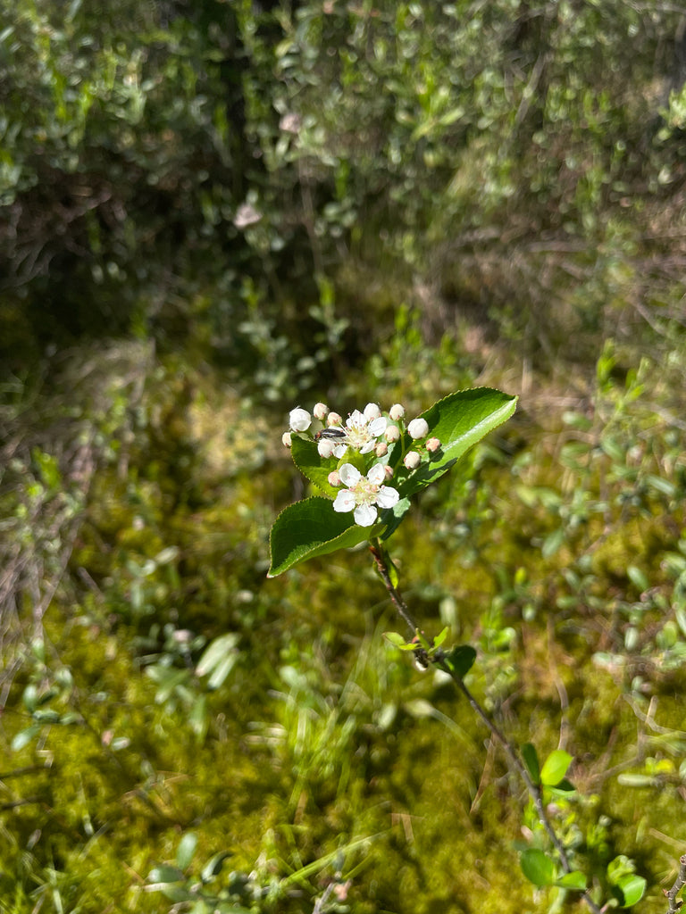 Aronia &