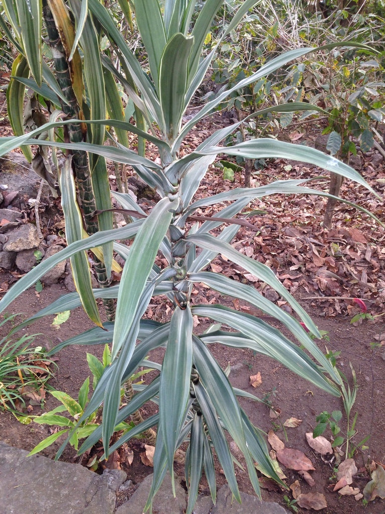 10" Dracaena Massangeana plant photo